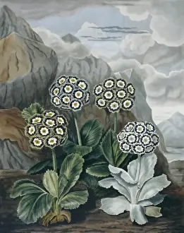 Beauties of Flora
