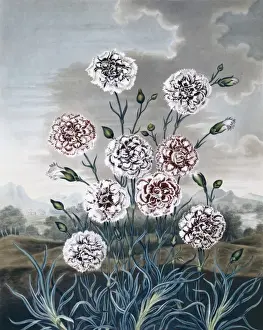 Samuel Curtis Prints: Beauties of Flora