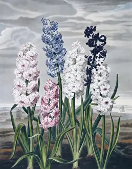 Natural History Museum Prints: Beauties of Flora