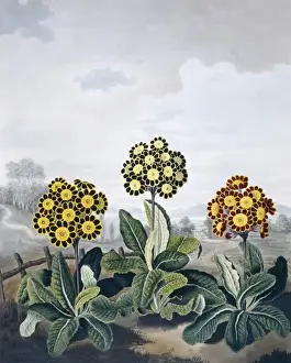 Natural History Museum Prints: Beauties of Flora