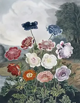 Natural History Museum Prints: Beauties of Flora