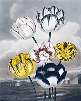 Samuel Curtis Prints: Beauties of Flora