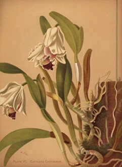 The beautiful cattleya or azucenas, Cattleya quadricolor