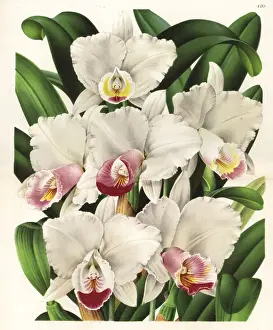 Cattleya Prints: The beautiful cattleya orchid, Cattleya quadricolor