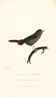Grosbeak Collection: Beautiful firetail, Stagonopleura bella