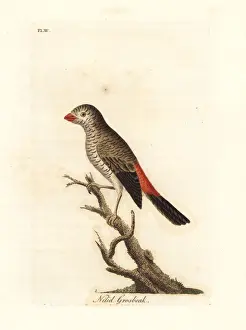 Beautiful firetail, Stagonopleura bella