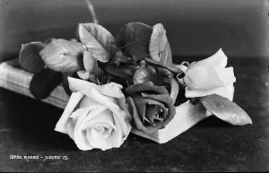 Petals Prints: Beautiful Roses