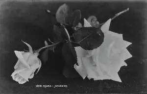 Petals Prints: Beautiful Roses