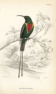 Swainson Prints: Beautiful sunbird, Cinnyris pulchella