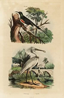 Casse Collection: Beautiful sunbird and common spoonbill