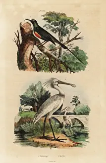 Platalea Prints: Beautiful sunbird and common spoonbill