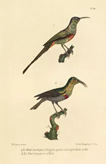 Oeuvres Collection: Beautiful sunbird and southern double-collared sunbird