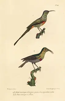 Beautiful sunbird and southern double-collared sunbird