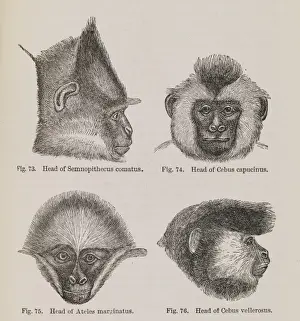 Simia Prints: Beauty of the Quadrumana