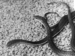 Beauty Snakes