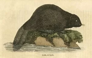 Images Dated 19th January 2011: BEAVER (1814)