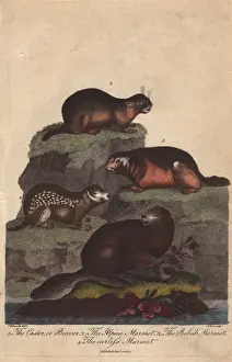 Marmota Prints: Beaver, alpine marmot, bobak marmot and earless marmot