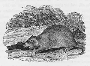 Fiber Prints: Beaver (Bewick)
