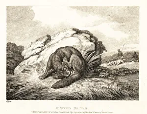 Gay And Phaedrus Prints: A beaver biting off its own tail to escape from hunters