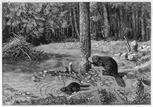 Choosing Prints: Beaver Felling Tree