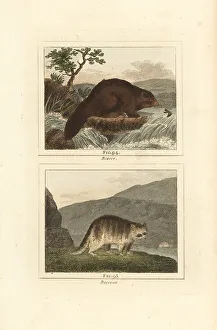 Beaver Prints: Beaver and raccoon