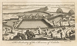 Team Work Gallery: Beavers, 18th Century
