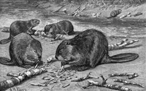 Construct Prints: Beavers at Work