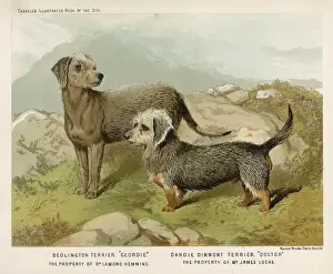 Geordie Prints: BEDLINGTON SHAW)
