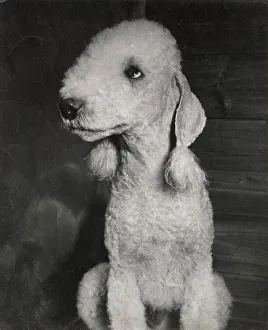 Bedlington terrier puppy Date: 1950s