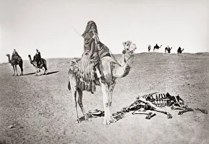 Bedouin on camel beside skeleton, Egypt, c. 1880 s