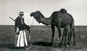 Bedouin man with camels and rifle, Middle East