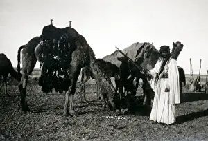 Bedouin man with camels and rifle, Middle East