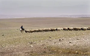 Images Dated 5th September 2019: A Bedouin shepherd on a donkey leads his flock, Syria