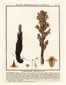 Plante Medicinale De La France Prints: Bedstraw broomrape; Orobanche caryophyllacea