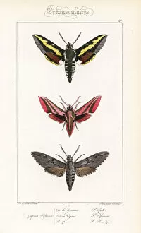 Alexis Collection: Bedstraw, elephant and pine hawkmoths