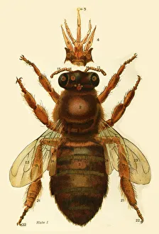 Apr20 Gallery: A bee Date: 1920