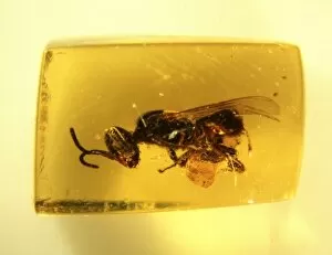 Apidae Gallery: Bee in Dominican amber