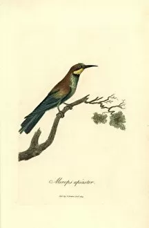 1815 Gallery: Bee-eater, Merops apiaster