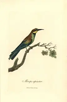 Eater Prints: Bee-eater, Merops apiaster