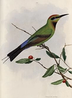Eater Collection: Bee-eater from New South Wales, Australia