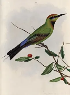 Eater Prints: Bee-eater from New South Wales, Australia