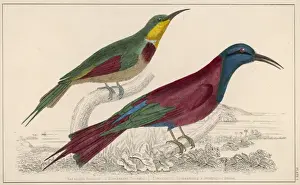 Two Bee-Eaters