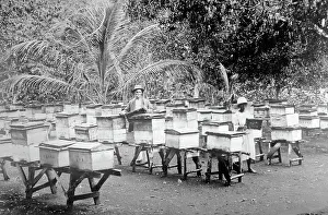 Hives Prints: Bee hives, Mandeville, Jamaica