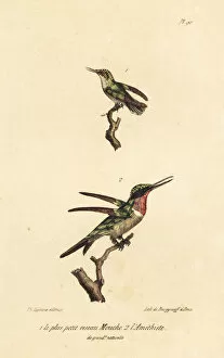 Amethystina Gallery: Bee hummingbird and amethyst woodstar