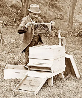 Bee keeper
