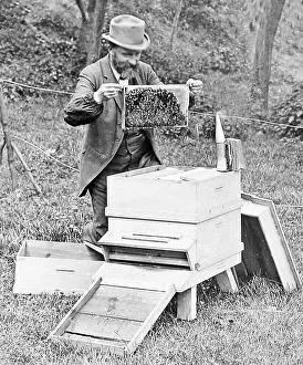 Keeper Prints: Bee Keeper Victorian period