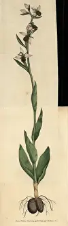 Orchis Prints: Bee ophrys or bee orchis, Ophrys apifera