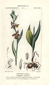 Bee orchid, Ophrys apifera Bee orchid, Ophrys apifera