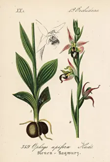 Schlechtendal Prints: Bee orchid, Ophrys apifera