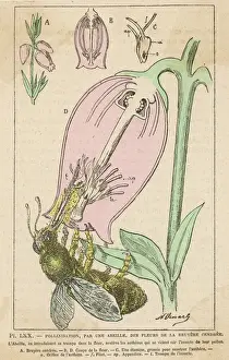 Bees Prints: Bee Pollinating